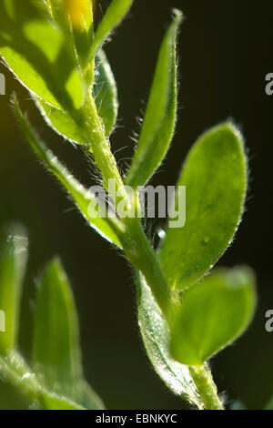 German greenweed (Genista germanica), foglie, Germania Foto Stock