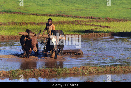 Zebù, Humped Bovini, Indicus Bovini (Bos primigenius indicus, bos indicus), span di zebu aratura in una risaia vicino a Diego Suarez, Madagascar, Antsiranana, Diego Suarez Foto Stock