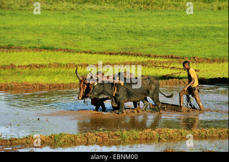 Zebù, Humped Bovini, Indicus Bovini (Bos primigenius indicus, bos indicus), span di zebu aratura in una risaia vicino a Diego Suarez, Madagascar, Antsiranana, Diego Suarez Foto Stock