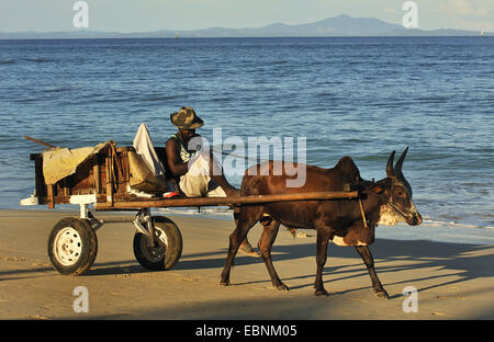 Zebù, Humped Bovini, Indicus Bovini (Bos primigenius indicus, bos indicus), l'uomo su carrello con zebù, Madagascar, Nosy Be Foto Stock