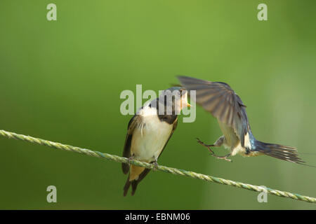 Barn swallow (Hirundo rustica), Adulto di atterraggio su un filo per alimentare il suo accattonaggio squeaker, Germania Foto Stock