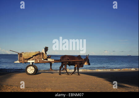 Zebù, Humped Bovini, Indicus Bovini (Bos primigenius indicus, bos indicus), l'uomo su carrello con zebù, Madagascar, Nosy Be Foto Stock