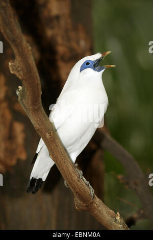 La Rothschild mynah (Leucopsar rothschildi), cantando Foto Stock