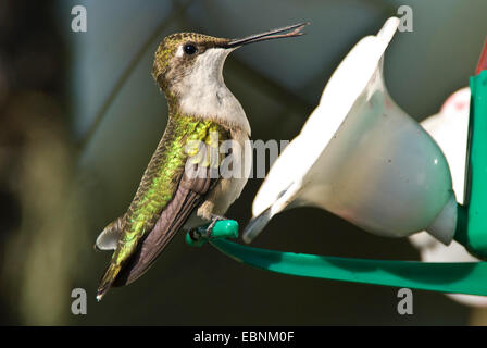 Ruby-throated hummingbird (archilochus colubris), Femmina a alimentatore artificiale, Canada, Nova Scotia Foto Stock