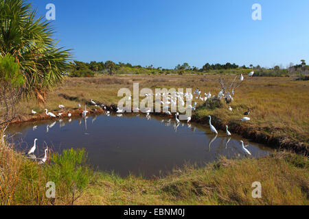 Bianco (ibis Eudocimus albus), gregge con aironi a waterhole, STATI UNITI D'AMERICA, Florida, Merritt Island rifugio Foto Stock
