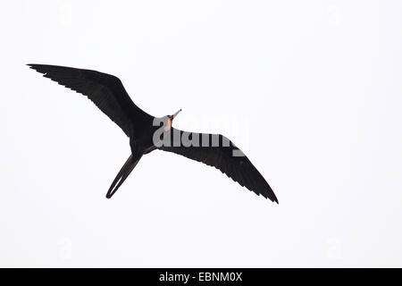 Magnifica Frigate Bird (Fregata magnificens), flying maschio, STATI UNITI D'AMERICA, Florida Foto Stock