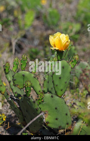 Ficodindia cactus (Opuntia stricta), fioritura cactus, STATI UNITI D'AMERICA, Florida Foto Stock