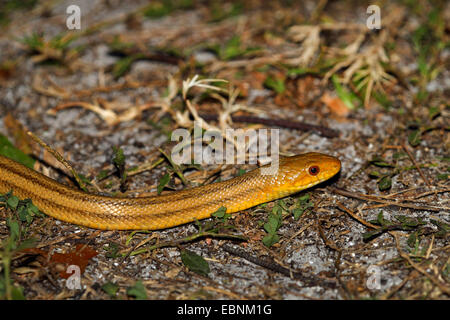 Western biacco, Texas ratsnake, nero biacco, pilota il Serpente Nero, semplicemente Black snake (Elaphe obsoleta, Pantherophis obsoletus), si insinua sul terreno, STATI UNITI D'AMERICA, Florida Foto Stock