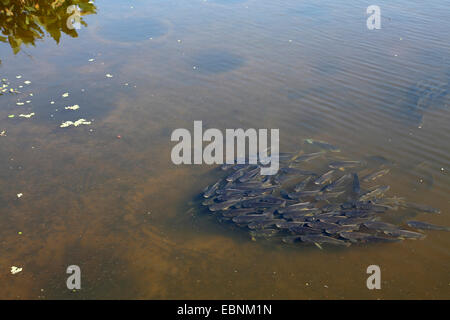 Mozambico tilapia, Mozambico mouthbreeder, Blu Tilapia (Tilapia mossambica, Oreochromis mossambicus), scuola di pesce oltre la buca di deposizione delle uova, STATI UNITI D'AMERICA, Florida Foto Stock