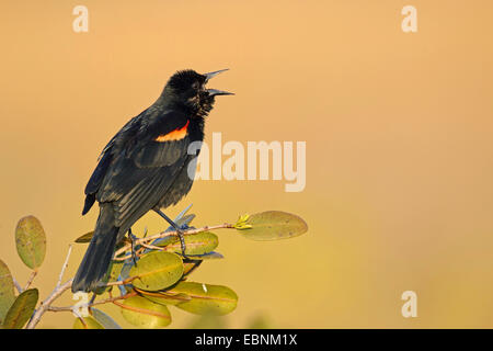 Rosso-winged blackbird (Agelaius phoeniceus), cantando maschio su un ramo di mangrovie, STATI UNITI D'AMERICA, Florida Foto Stock