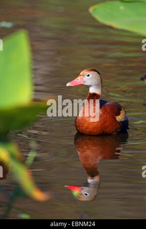 Rosso-fatturati sibilo anatra (Dendrocygna autumnalis), maschio sorge in uno stagno, STATI UNITI D'AMERICA, Florida Foto Stock