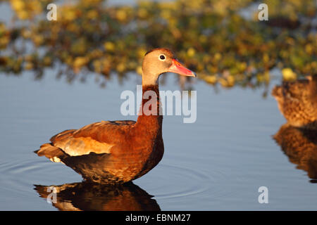 Rosso-fatturati sibilo anatra (Dendrocygna autumnalis), maschio sorge in uno stagno, STATI UNITI D'AMERICA, Florida Foto Stock