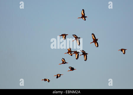 Rosso-fatturati sibilo anatra (Dendrocygna autumnalis), flying gregge, STATI UNITI D'AMERICA, Florida Foto Stock