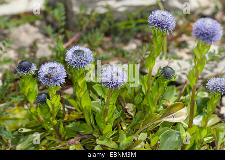 Fiore a sfera, comune Globularia, comune Globe Flower, Globe Daisy (Globularia punctata), fioritura, Germania Foto Stock