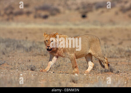 Lion (Panthera leo), giovane maschio in un semi-deserto, Sud Africa, Kgalagadi transfrontaliera Parco Nazionale Foto Stock