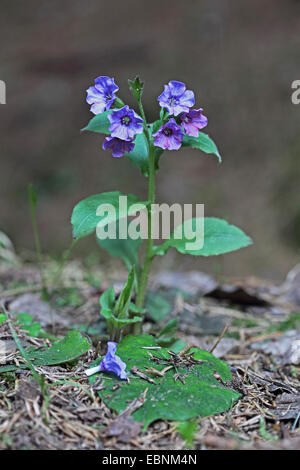 Dark lungwort (Pulmonaria obscura), fioritura, GERMANIA Baden-Wuerttemberg Foto Stock