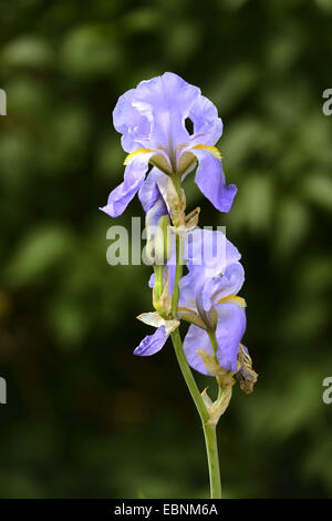 Giardino iris, Tedesco, iris iris barbuto, Fleur de Lis (Iris germanica), fioritura Foto Stock