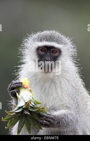 Grivet monkey, savana scimmia, green monkey, Vervet monkey (Cercopithecus aethiops), mangiare un pezzo di ananas, Sud Africa, Santa Lucia Wetland Park Foto Stock