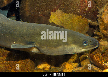 Anguilla anguilla europea, fiume anguilla (Anguilla anguilla), ritratto, Germania Foto Stock