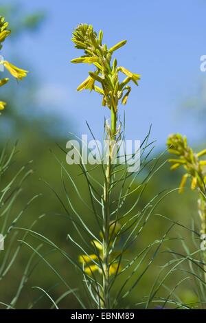 Asfodelo giallo (Asphodeline lutea), fioritura Foto Stock