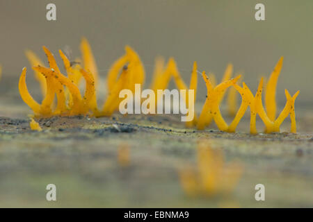 Piccolo stagshorn (Calocera cornea), giallo di corpi fruttiferi, Germania Foto Stock