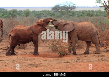 Elefante africano (Loxodonta africana), riproduzione di giovani elefanti, Kenya, parco nazionale orientale di Tsavo Foto Stock