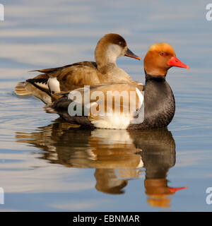 Rosso-crested pochard (Netta rufina), allevamento matura in appoggio sull'acqua, GERMANIA Baden-Wuerttemberg Foto Stock