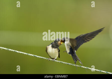 Barn swallow (Hirundo rustica), Adulto di atterraggio su un filo per alimentare il suo accattonaggio squeaker, Germania Foto Stock