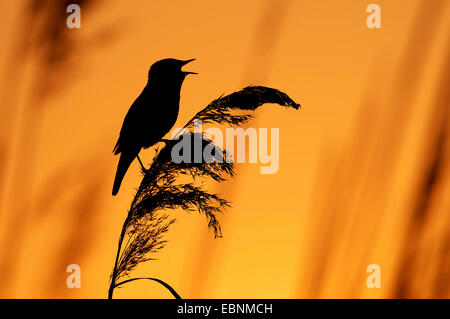 Sedge trillo (Acrocephalus schoenobaenus), il canto di sunrise, Austria, Burgenland, Neusiedler See Parco Nazionale Foto Stock