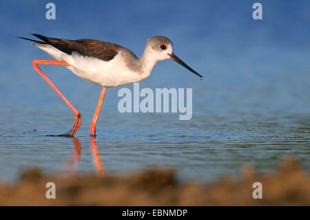 Black-winged stilt (Himantopus himantopus), guadare acqua, Spagna, Balearen, Maiorca, Salobrar fare Campos Foto Stock