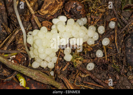 Lo spagnolo slug, lusitani slug (Arion lusitanicus), uova, in Germania, in Baviera Foto Stock