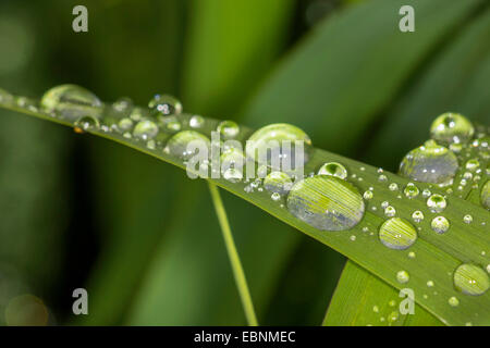 Gocce di rugiada su una foglia di reed, in Germania, in Baviera Foto Stock