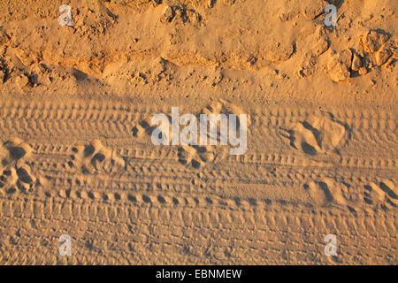 Lion (Panthera leo), trackways nella sabbia, Sud Africa, Kgalagadi transfrontaliera Parco Nazionale Foto Stock