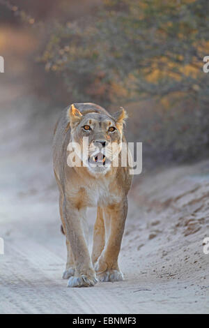 Lion (Panthera leo), femmina passeggiate su una sporcizia strada sabbiosa, Sud Africa, Kgalagadi transfrontaliera Parco Nazionale Foto Stock