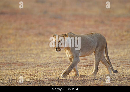 Lion (Panthera leo), femmina passeggiate in semi-deserto, Sud Africa, Kgalagadi transfrontaliera Parco Nazionale Foto Stock