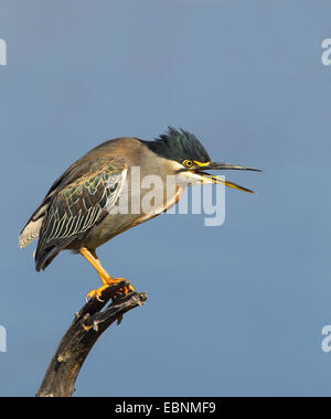 Verde-backed heron (Butorides striatus), sorge su un ramo e chiamate, Sud Africa, Parco Nazionale di Pilanesberg Foto Stock