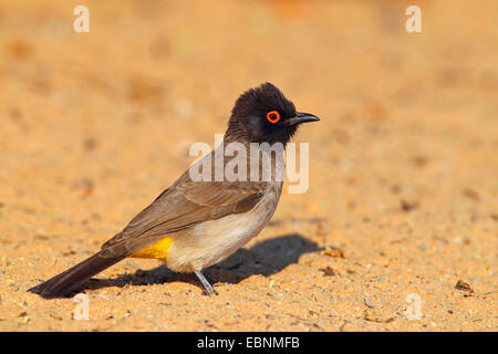 Red-eyed bulbul (Pycnonotus nigricans), siede sulla terra, Sud Africa, Kgalagadi transfrontaliera Parco Nazionale Foto Stock