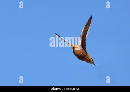 Namaqua sandgrouse (Pterocles namaqua), maschio battenti, Sud Africa, Kgalagadi transfrontaliera Parco Nazionale Foto Stock