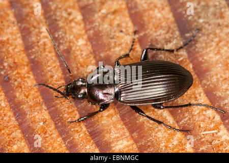 Pioggia beetle (Pterostichus cupreus, Poecilus cupreus), sulla fetta di albero, Germania Foto Stock