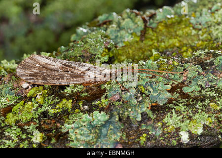 Caddis vola (Phryganeidae), su un ramo di licheni, Germania Foto Stock