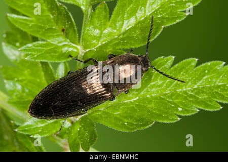 Fare clic metallico beetle (Ctenicera pectinicornis), su una foglia, Germania Foto Stock