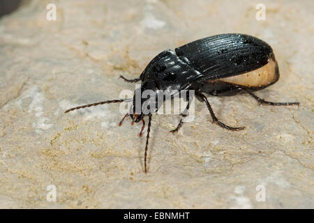 Massa, Coleotteri Carabidi Abax (cfr ovalis), femmina essendo sull orlo della deposizione delle uova con spessi addome, Germania Foto Stock