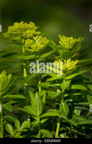 Euforbia irlandese (Euphorbia hyberna), fioritura Foto Stock
