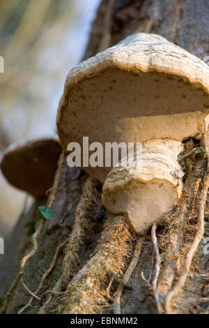 Zoccolo fungo, tinder staffa (Fomes fomentarius), a tronco di albero, Germania Foto Stock
