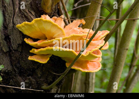 Il pollo di boschi, zolfo polypore, ripiano di zolfo (Laetiporus sulfurei), la fruttificazione bodie sul tronco di albero, Germania Foto Stock