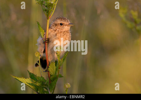 (Whinchat Saxicola rubetra), seduti su uno stelo, in Germania, in Renania settentrionale-Vestfalia, Siegerland Foto Stock