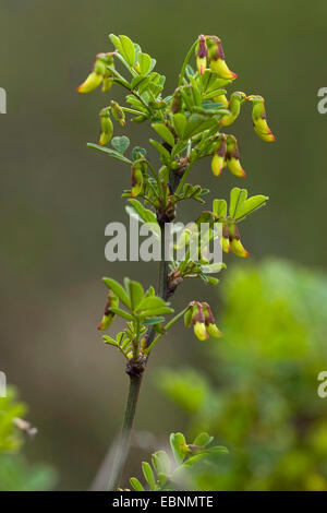 Scorpion Senna (Hippocrepis emerus), filiale di bud, Germania Foto Stock