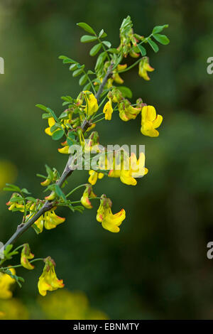 Scorpion Senna (Hippocrepis emerus), filiale di fioritura, Germania Foto Stock