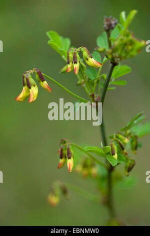 Scorpion Senna (Hippocrepis emerus), filiale di fioritura, Germania Foto Stock