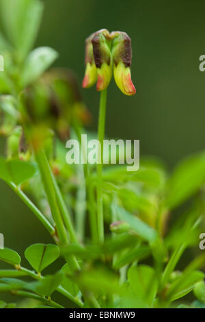 Scorpion Senna (Hippocrepis emerus), infiorescenza a BUD, Germania Foto Stock